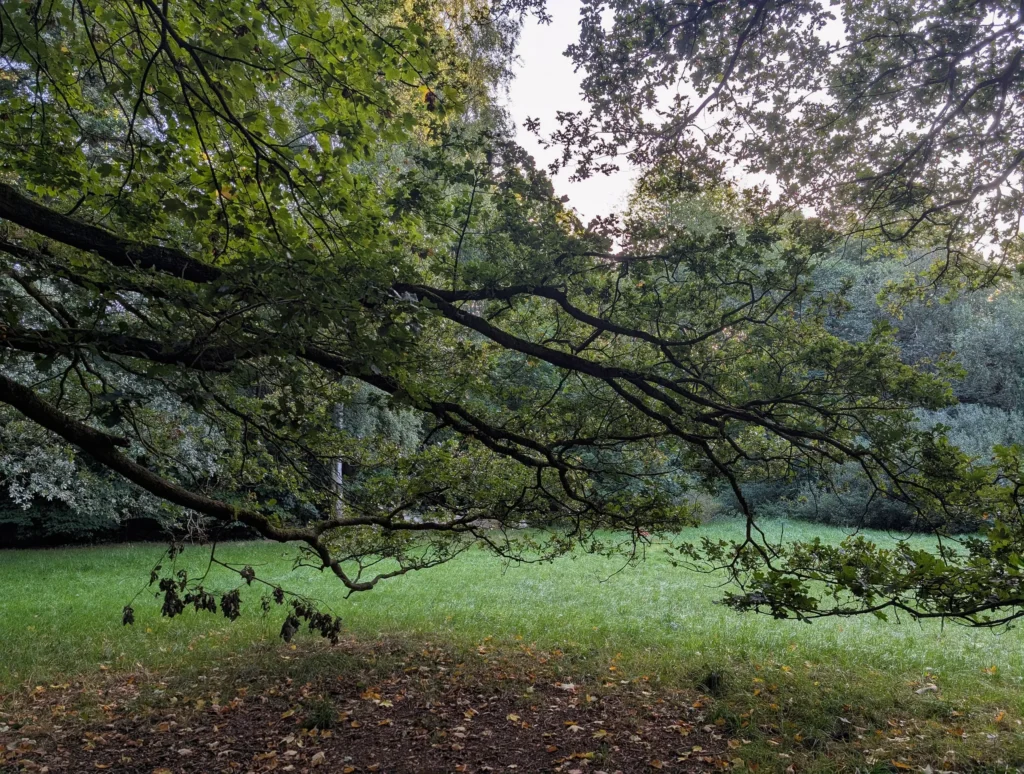 Björksly: Meaning, Uses, Ecology, and How Birch Scrub Is Managed