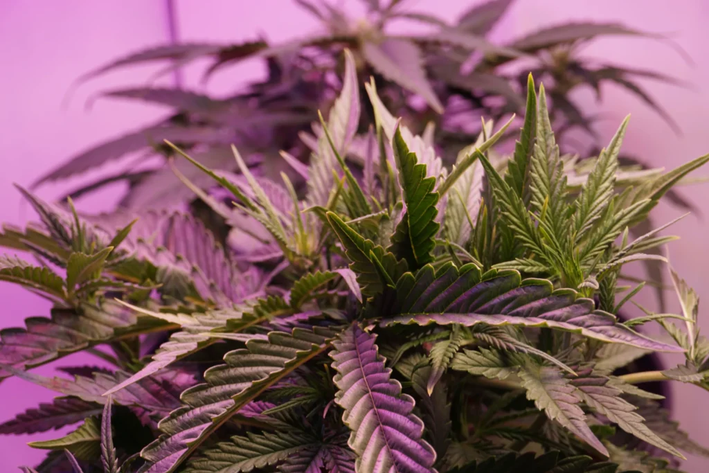 Ouide: Meaning, Cannabis Slang, and OUIDE Wellness Explained